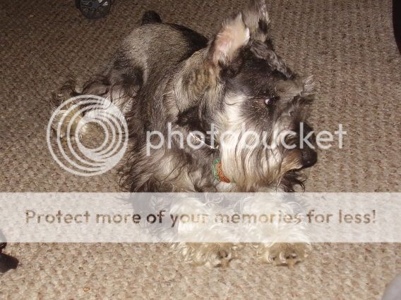 Rocky2.jpg