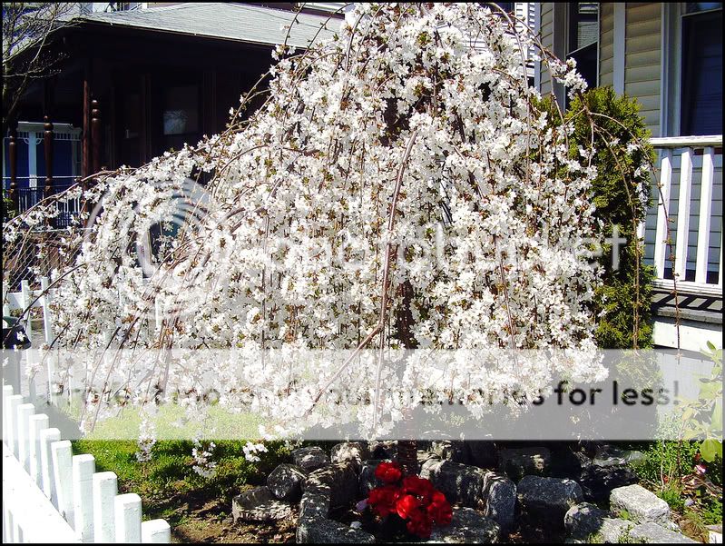 TheBeautyofBlooming.jpg
