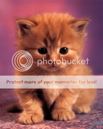 3133Kitty-Posters.jpg