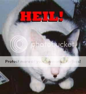 cat48.jpg
