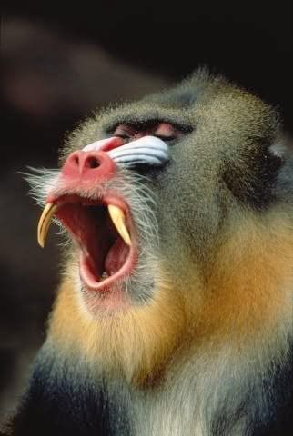 Mandrill3.jpg