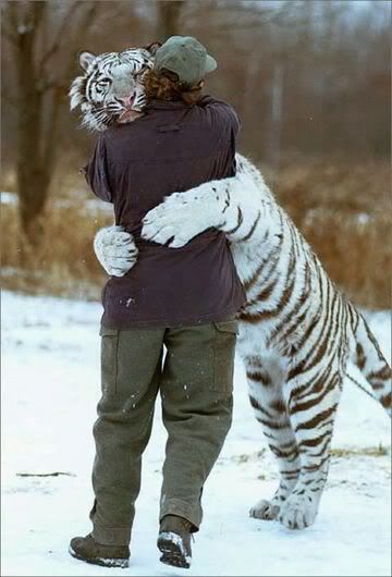 tiger_hug.jpg