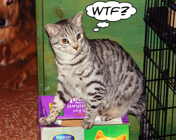 wtfkitty.jpg