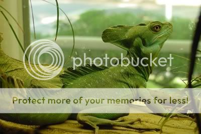 basilisk.jpg