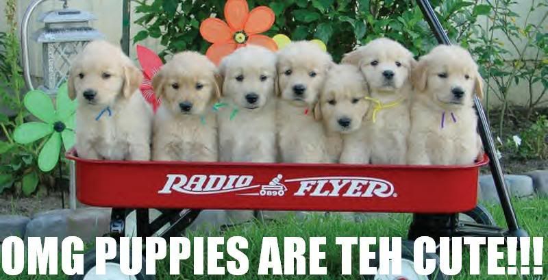 OMGPUPPIES.jpg