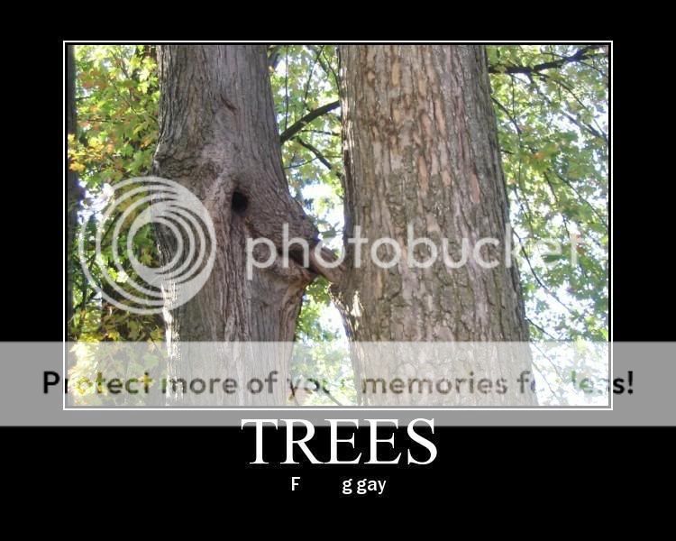 gaytree1.jpg