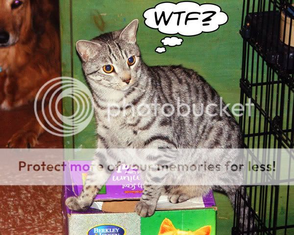 wtfkitty.jpg