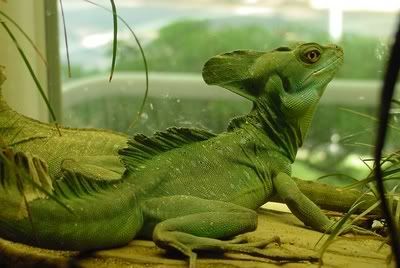 basilisk.jpg