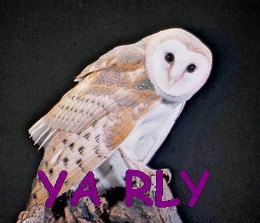 BarnOwl.jpg