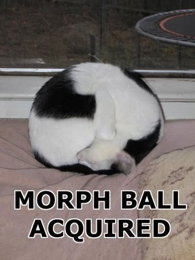 LOLcat-Morphball.jpg