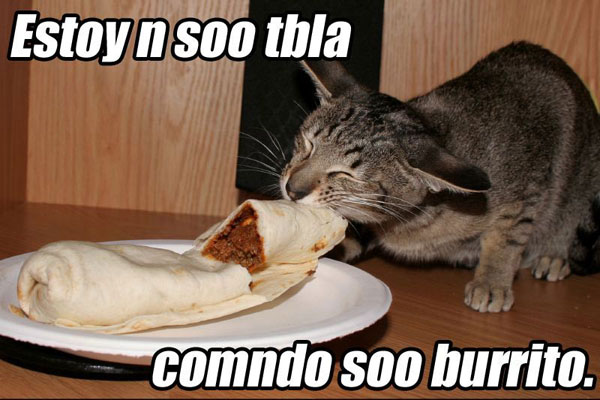2007_05_lolcat.jpg