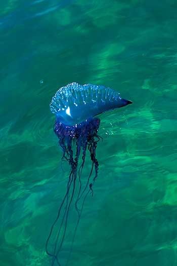 sea48.jpg