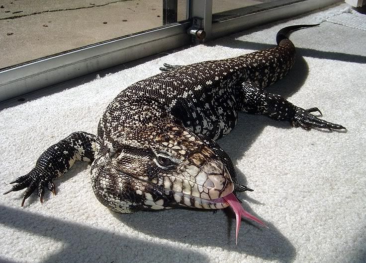 tegu.jpg