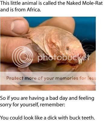 molerat.jpg