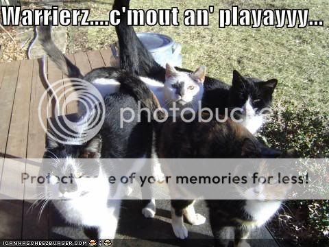 Cats-CatsStandingTogetherWarriorsCo.jpg