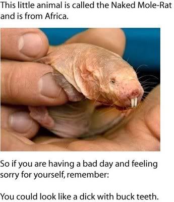 molerat.jpg