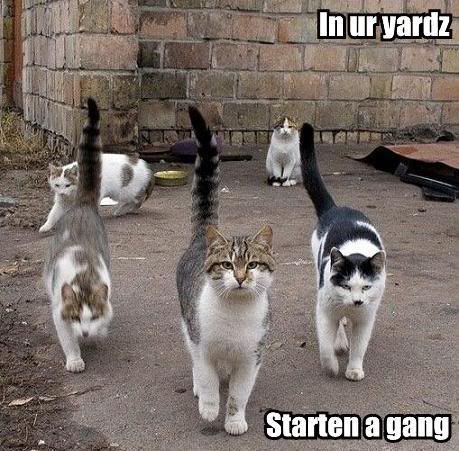 catgang.jpg