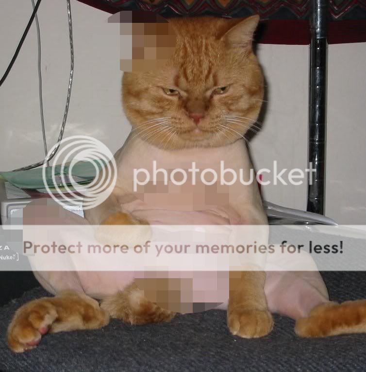 NakedCatisNaked.jpg