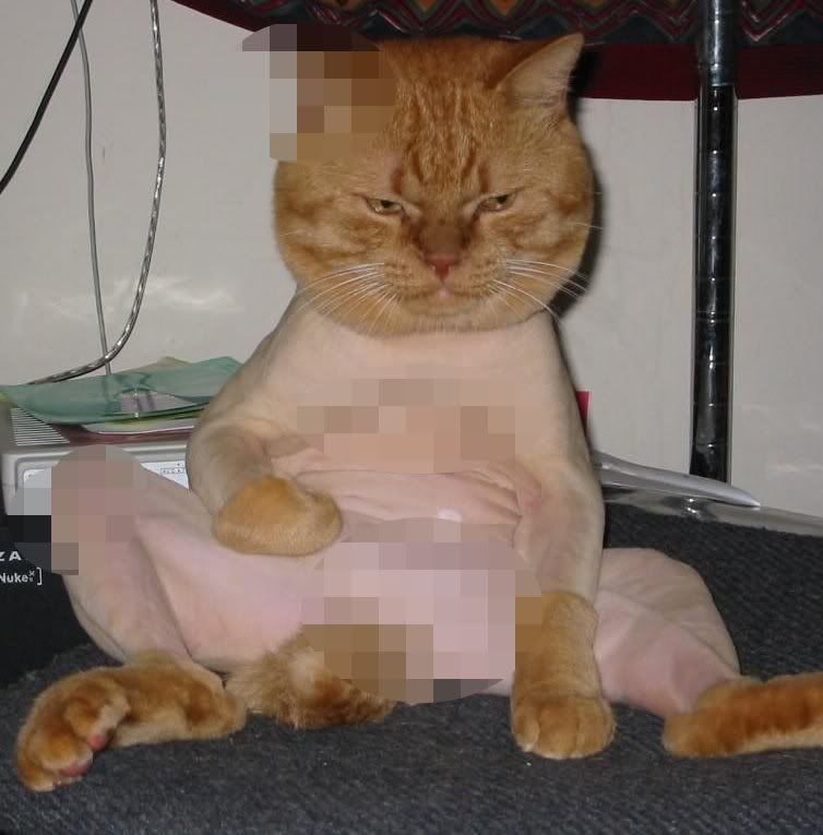 NakedCatisNaked.jpg