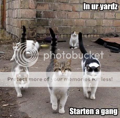 catgang.jpg