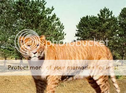 Liger.jpg