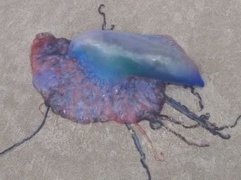 man-o-war.jpg