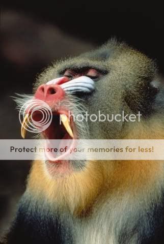 Mandrill3.jpg