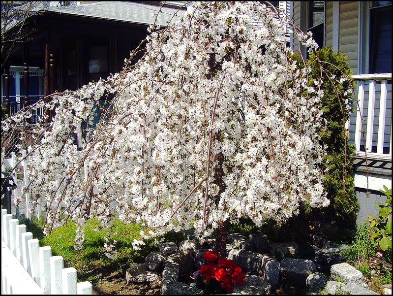 TheBeautyofBlooming.jpg
