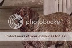 cujo.jpg