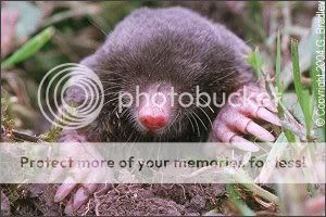 mole.jpg
