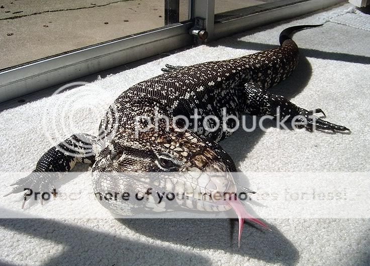 tegu.jpg