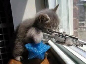 kitten_sniper.jpg