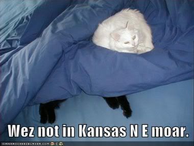 LOLcat-Ozhouse.jpg