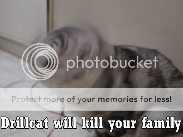 drillcat.jpg