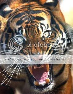 vicious_tiger.jpg