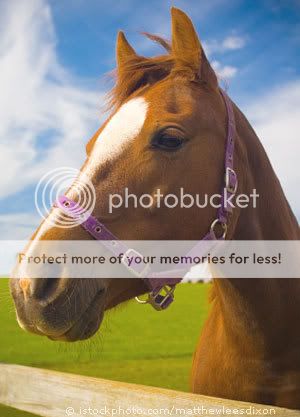 Ahorse.jpg